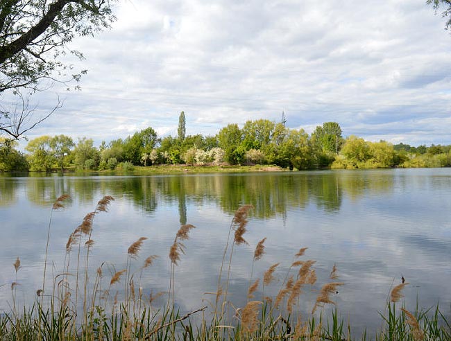 Forellensee in Heisede mit Schilf, Ufervegetation und ruhiger Wasserfläche